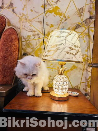 Persian cat long hair